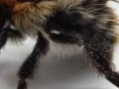 European Wild Species Face Extinction