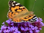 Butterfly Conservation Half Price Membership Offer