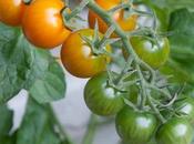 Tomatoes-choosing Your Favourite Variety