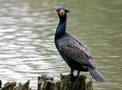 Thousands Cormorants Killed: There Will Blood