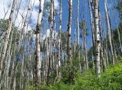 Drought Damage Leads Widespread Forest Death