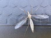 Large Mosquito Crane Fly?