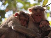 DAILY PHOTO: Quality Family Time, Monkey Style