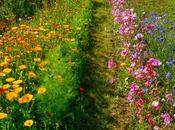 Steps Cutting Garden