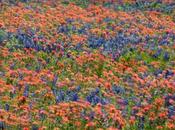 Photo: Texas Wildflowers Wind