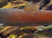 Salmons Danube Shrinking Hunting Grounds