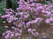 Rhododendron Dauricum