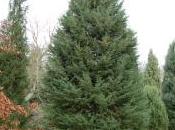 Cupressus Arizonica Var. Glabra