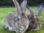 World’s Biggest Bunny Facing Competition from Giant Rabbit