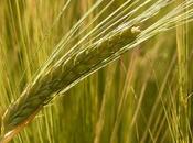 Benefits Uses Barley Skin, Hair Health