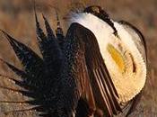 Greater Sage-grouse Face Serious Global Warming Threat