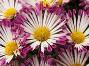 Photo: Yolaporte Chrysanthemums