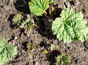 Allotment Update!