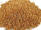 Facts About Sorghum Flour Blend Recipe (REPOST)
