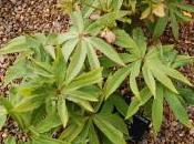 Helleborus Atrorubens