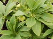 Helleborus Cyclophyllus