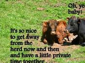 Overheard Herd-- Feelings