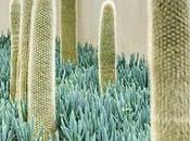 Very Vignette: Modern Patio with Cacti