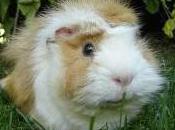 Featured Animal: Guinea