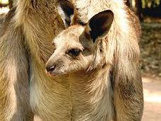 Adorable Baby Kangaroos Peeking Their Mothers' Pouches