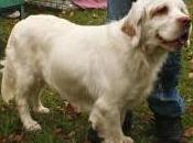 Featured Animal: Clumber Spaniel