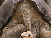 Extinct Giant Tortoise Still Alive Galapagos