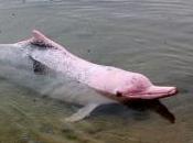 Featured Animal: River Dolphin