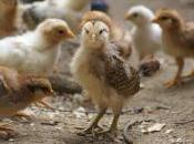 Lesson Quotable Chicks