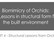Biomimicry Orchids PART Structural Lessons from Orchid
