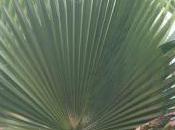 Plant Week: Washingtonia Robusta