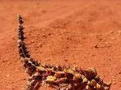 Featured Animal: Thorny Devil