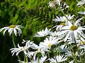 Guest Post: Depression Talking Therapies