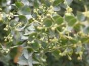 Plant Week: Acacia Pravissima