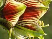 Sometimes Light Perfect...