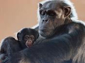 Fair Verdict Non-humans Humans ~Chimps