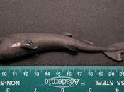 Scientists Find Rare Adorably Small Pocket Shark