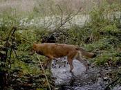 Camera Traps Reveal What’s Happening Wildlife Reclaims Chernobyl