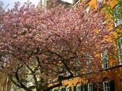 Springtime Mayfair