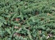 Juniperus Conferta ‘Blue Pacific’