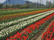 Indira Gandhi Memorial Tulip Garden