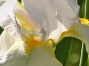 White Iris Outside Basement Door Again