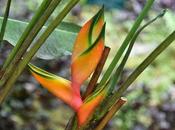 HAWAII TROPICAL BOTANICAL GARDEN: Hilo, Hawaii