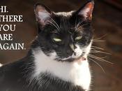 Kitteh Quote Philosophy