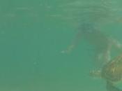 Swimming with Turtles Akumal Mexico