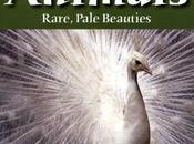 ALBINO ANIMALS: RARE, PALE BEAUTIES, Book Fourth Grade Reading Program