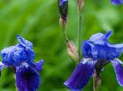 Irises: Blue Green