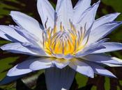 Photo: Marmorata Water Lily