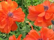 Secret Growing Poppies