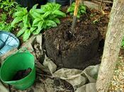 Home-made Compost