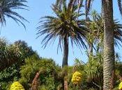 Tresco Abbey Gardens Isles Scilly